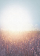 Golden light shining on a field of Wheat.