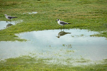 seagulls  standing in puddles