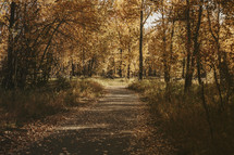 autumn pathway 