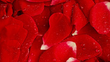 Macro view roses petals with dew drops, amazing rose. Floral, aroma background. Summer carpet surface texture - red flowers blossom backdrop. Blooming nature view. Wedding, Valentine's Day concept
