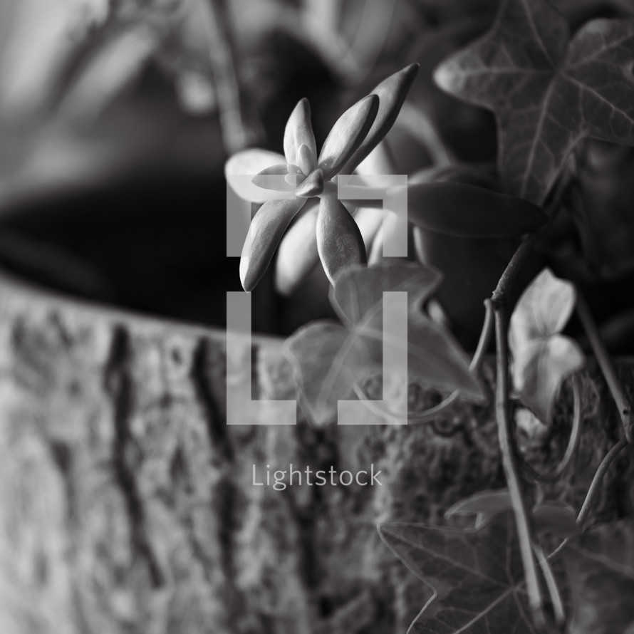 succulent plant closeup in black and white 