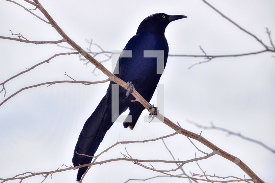 blackbird on a bare tree branch 