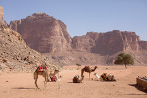 saddles on camels in the desert 