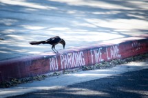 a bird next to a no parking fire lane marking on a curb 