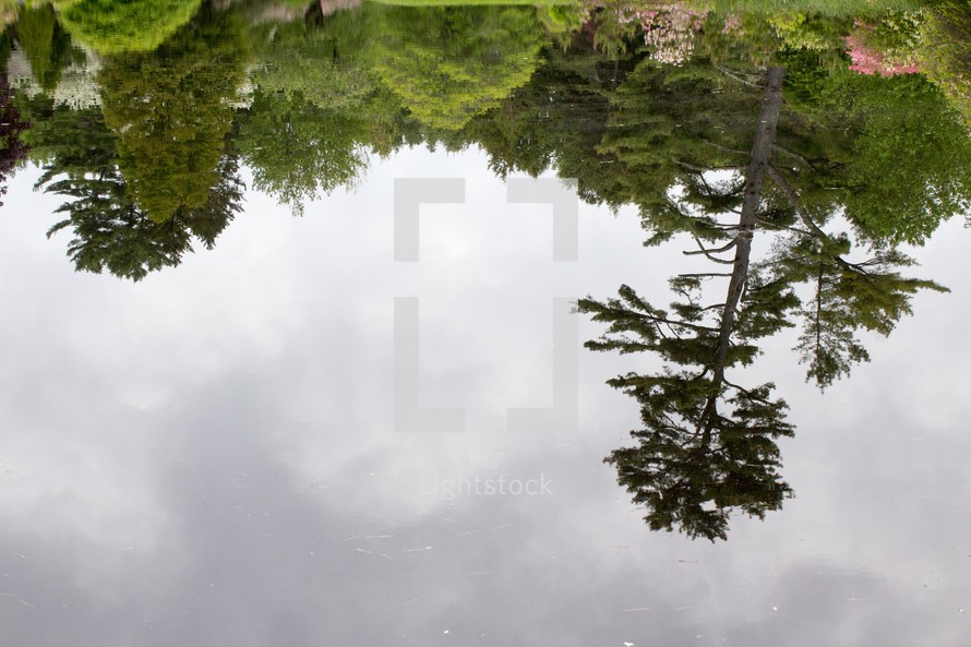 reflection of trees on the water 