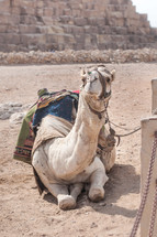 Kneeling Camel in the desert beside a Pyramid.