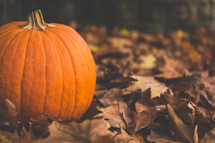 orange pumpkin in brown fall leaves 