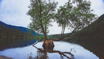 tree growing in a lake 