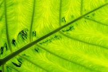 veins on a green leaf 