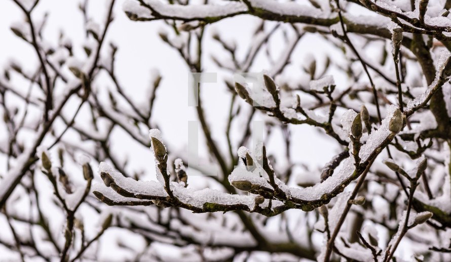snow on the branches of a tree 