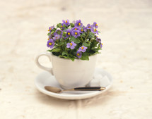 flowers in a tea cup 