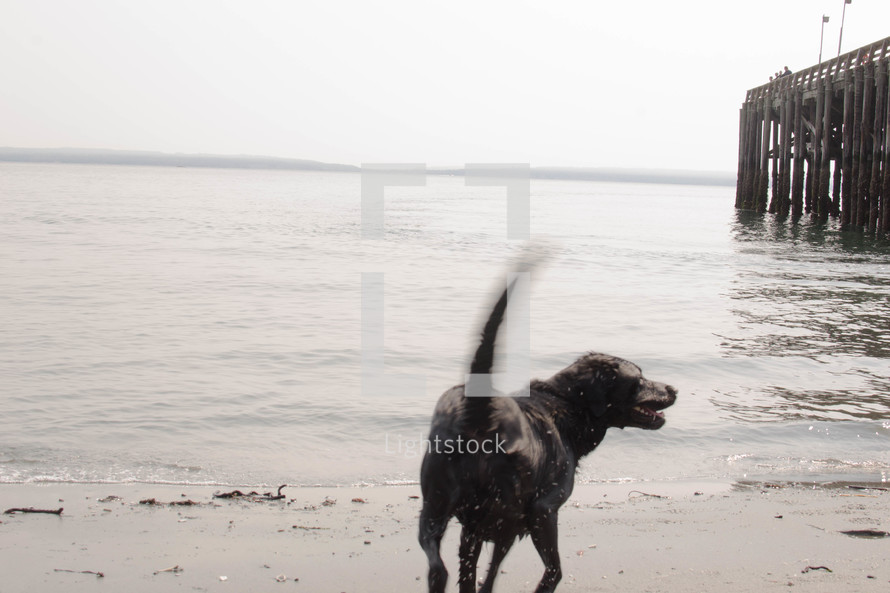 a dog walking on a beach wagging his tail 