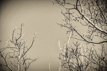 vintage winter branches in black and white 