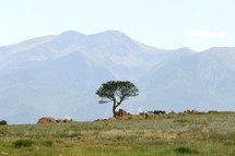 lone tree in a mountain valley 