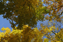 fall leaves on trees against a blue sky 