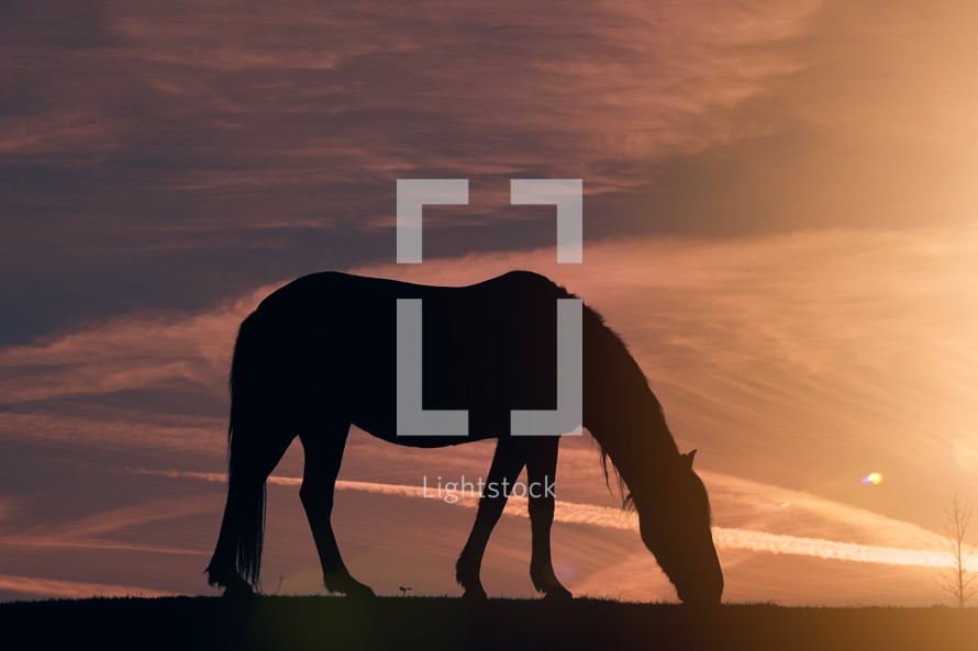 horse silhouette in the countryside and sunset background in summertime