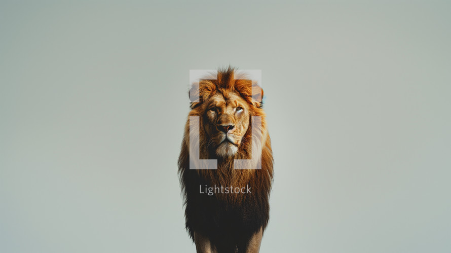 A lion on a light background