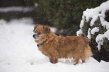 dogs in the snow 
