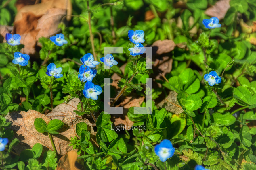 blue clover flowers 