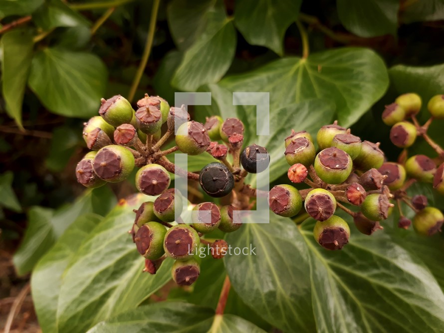 Burgundy and Green Ivy Berries