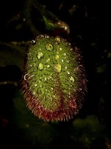 Raindrops on Large Papaver Poppy Bud in the Dark