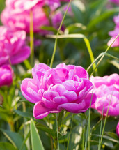 Pink peony in a garden with many other flowers