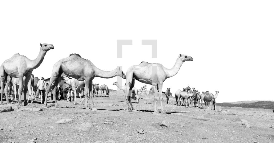 camels in Ethiopia 