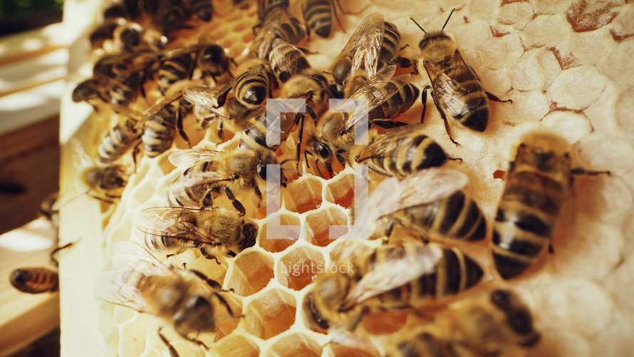 Bees swarming on honeycomb, macro. Insects working, wooden beehive, collecting nectar from flower pollen, create sweet honey. Concept of apiculture, collective work. High quality 