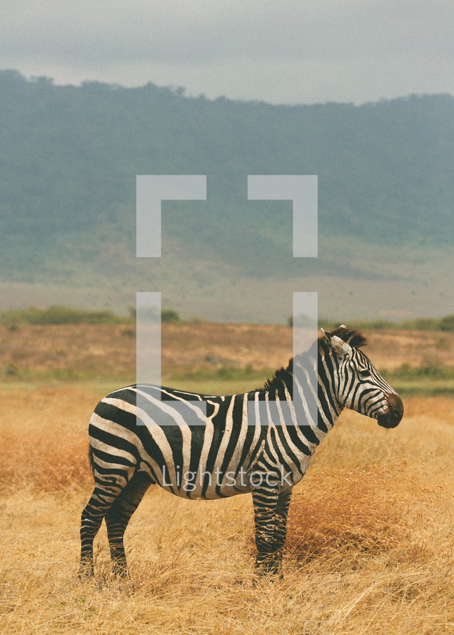 Zebra in  field