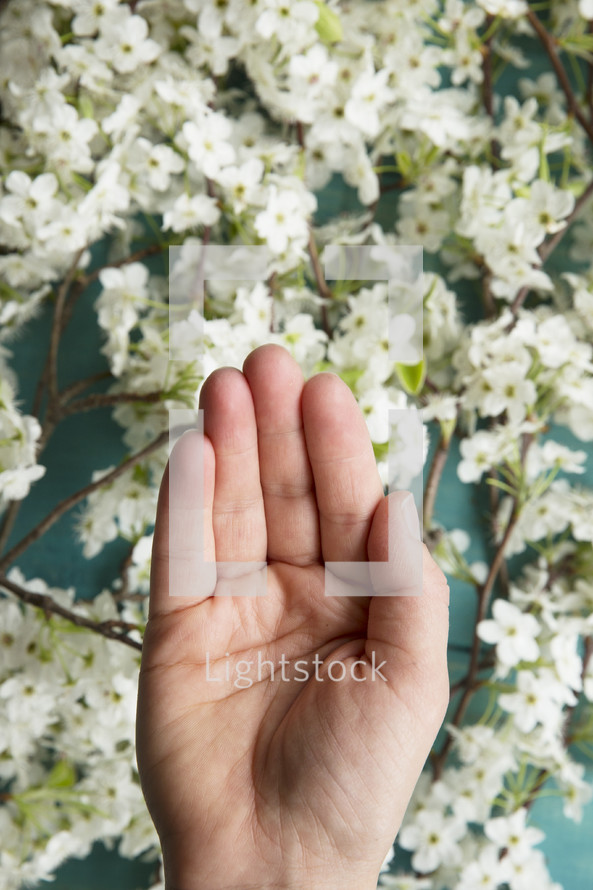 hand and spring blossoms 