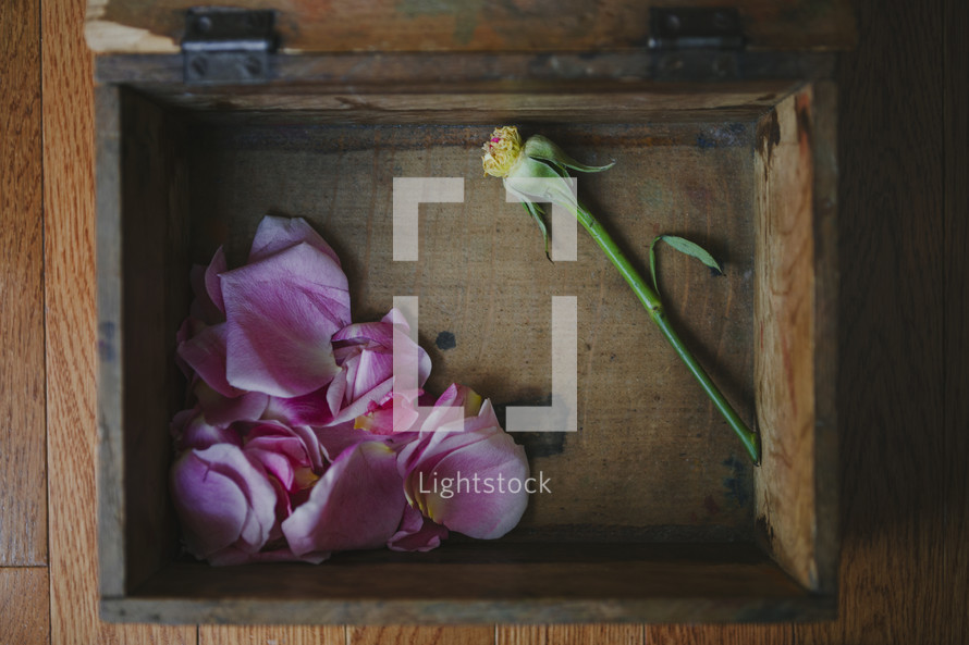 broken rose i na wooden box 