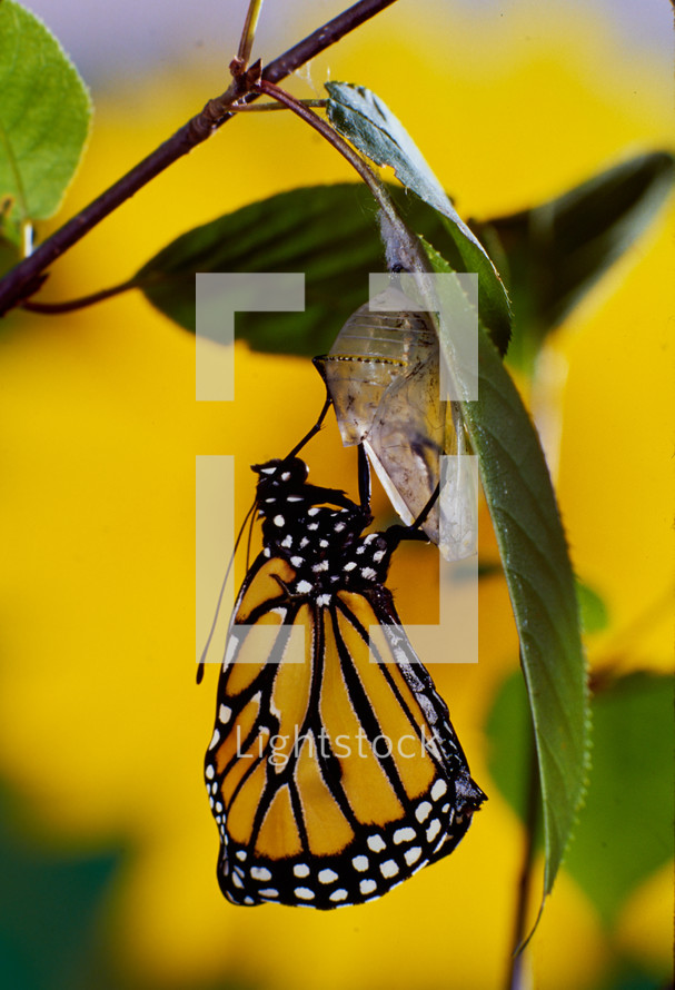  butterfly emerging from a chrysalis 