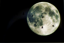 silhouettes of geese flying in front of the moon 