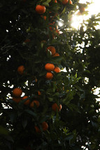 oranges on a tree