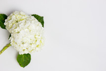 white hydrangeas on a white background 