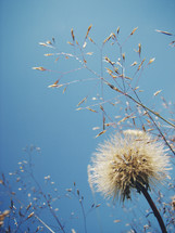wheat and dandelion with blue sky