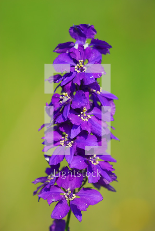 dark purple flowers 