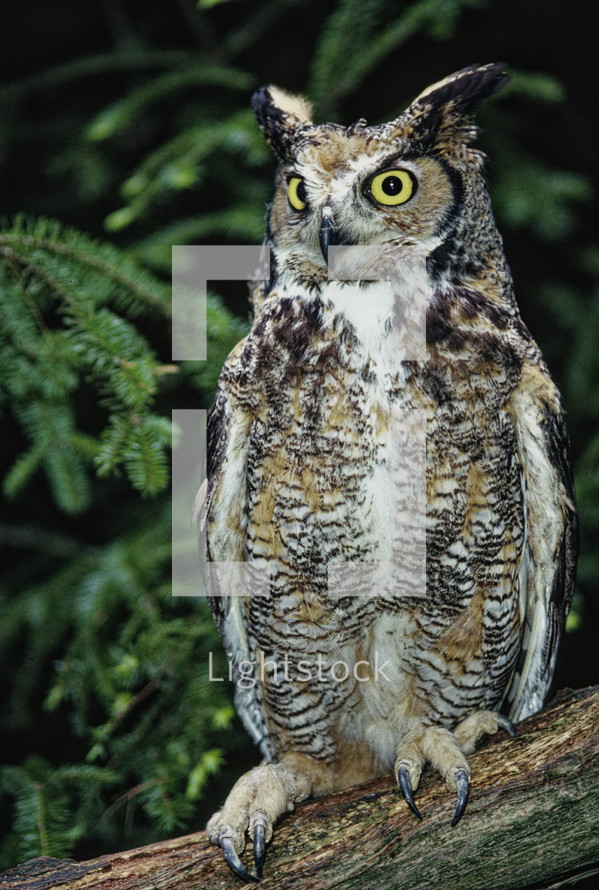 Great Horned owl 