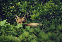 sneaky fox 
