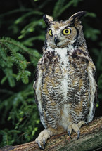 Great Horned owl 