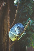 sleeping koala 