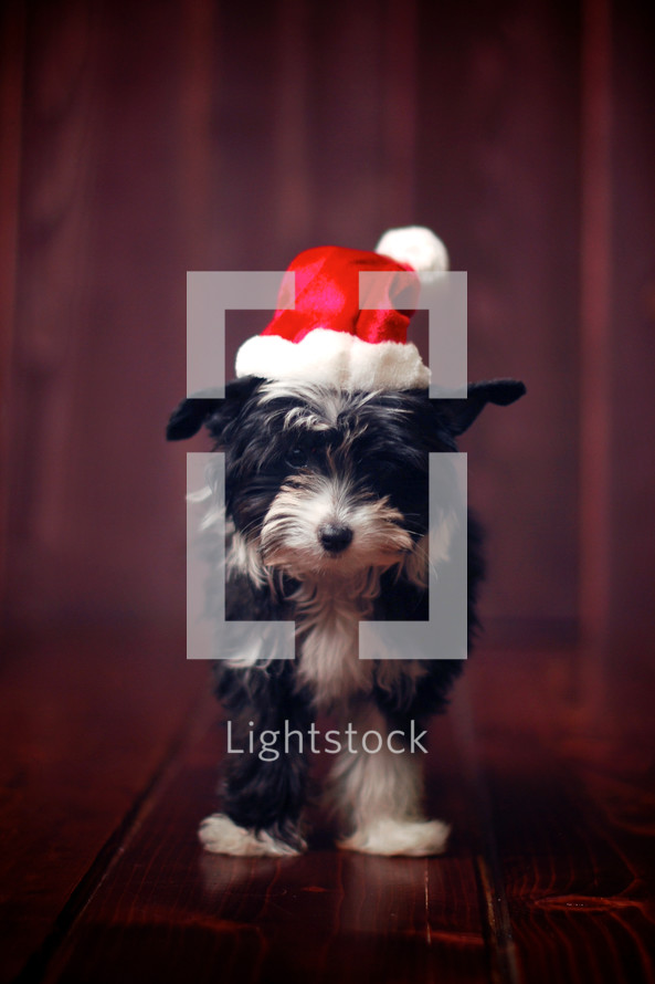 dog in a Santa hat