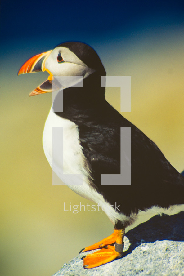 Atlantic Puffin with leg band, island off the coast of Maine