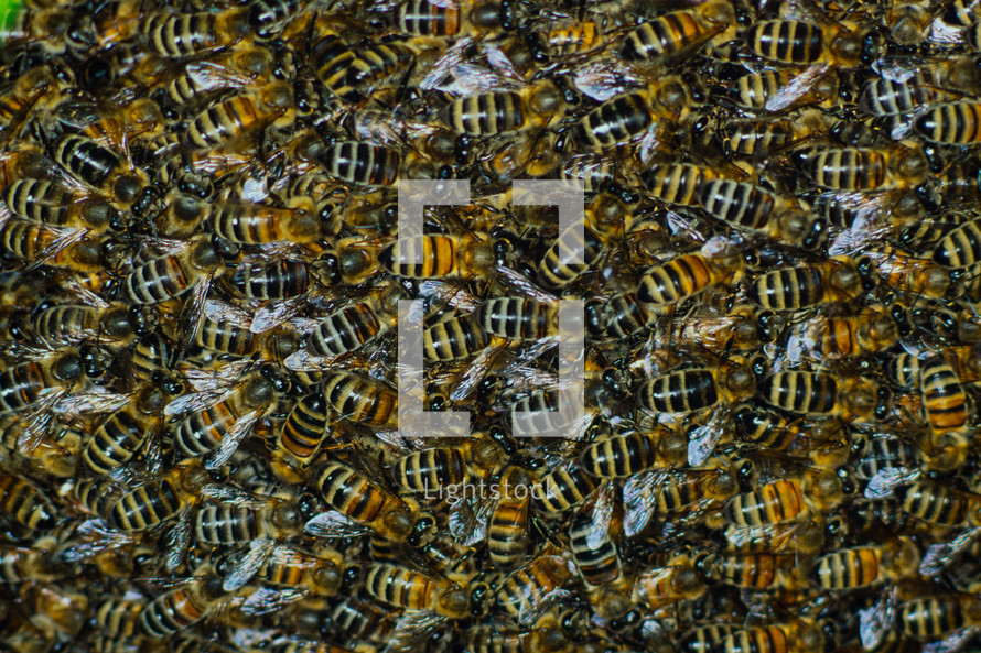 swarm of honey bees 