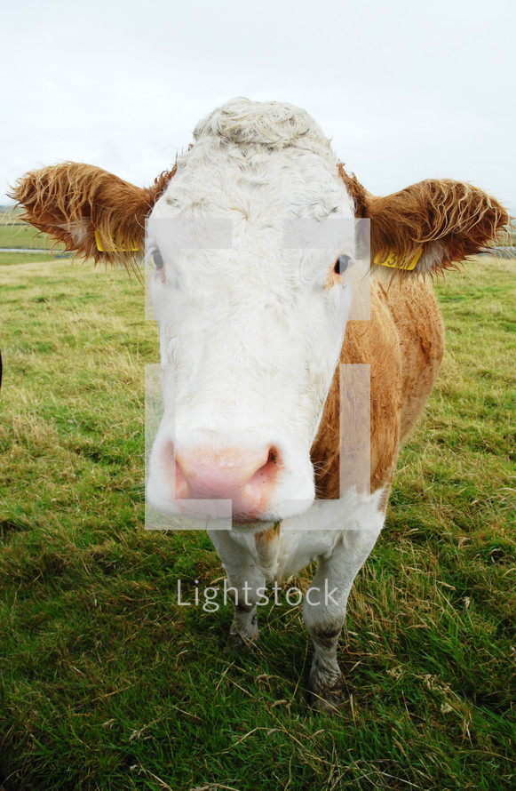 Close-up of a cow in a pasture