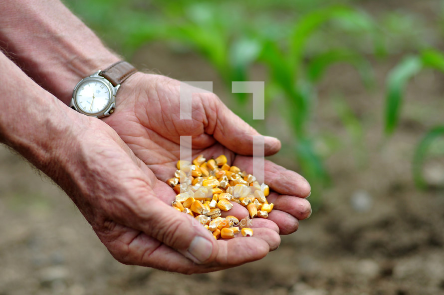 elderly man holding corn kernels 