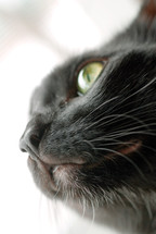 Macro shot of a black cat, who stares out a window.