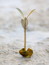 Mangrove seedling sprouting from sand.
