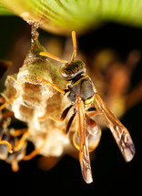 Paper wasp on its nest