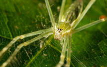 close-up of a green spider